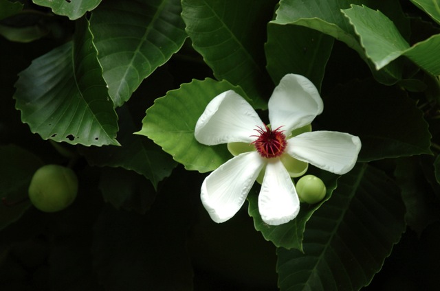 Loading Image