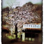 Nikko2